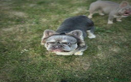 French Bulldog dogs for stud: Mr Fluffy son of Don Corleone  - Image 11