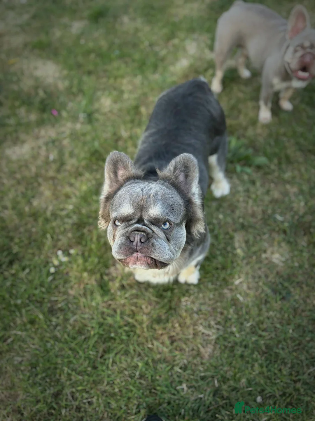French Bulldog dogs for stud: Mr Fluffy son of Don Corleone  - Advert 11