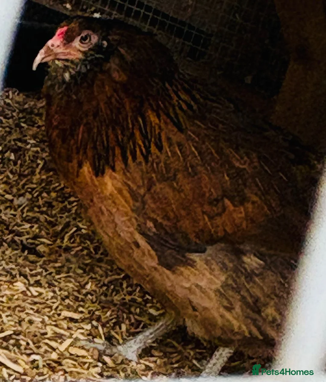 Chickens poultry for sale: Araucana hen - Advert 2