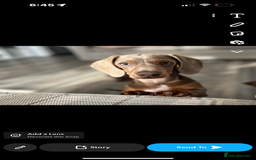 Miniature Dachshund dogs for sale: Rehoming due to il health  - Image 2