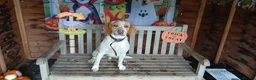 Mixed Breed dogs for sale: Spaniel x beagle  - Advert 1