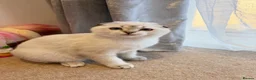 Scottish Fold cats for sale: 🐾 Stunning Scottish kitties 🐾 - Advert 27