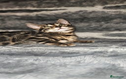 Bengal cats for sale: SHOW QUALITY BABIES  in Andover - Image 5