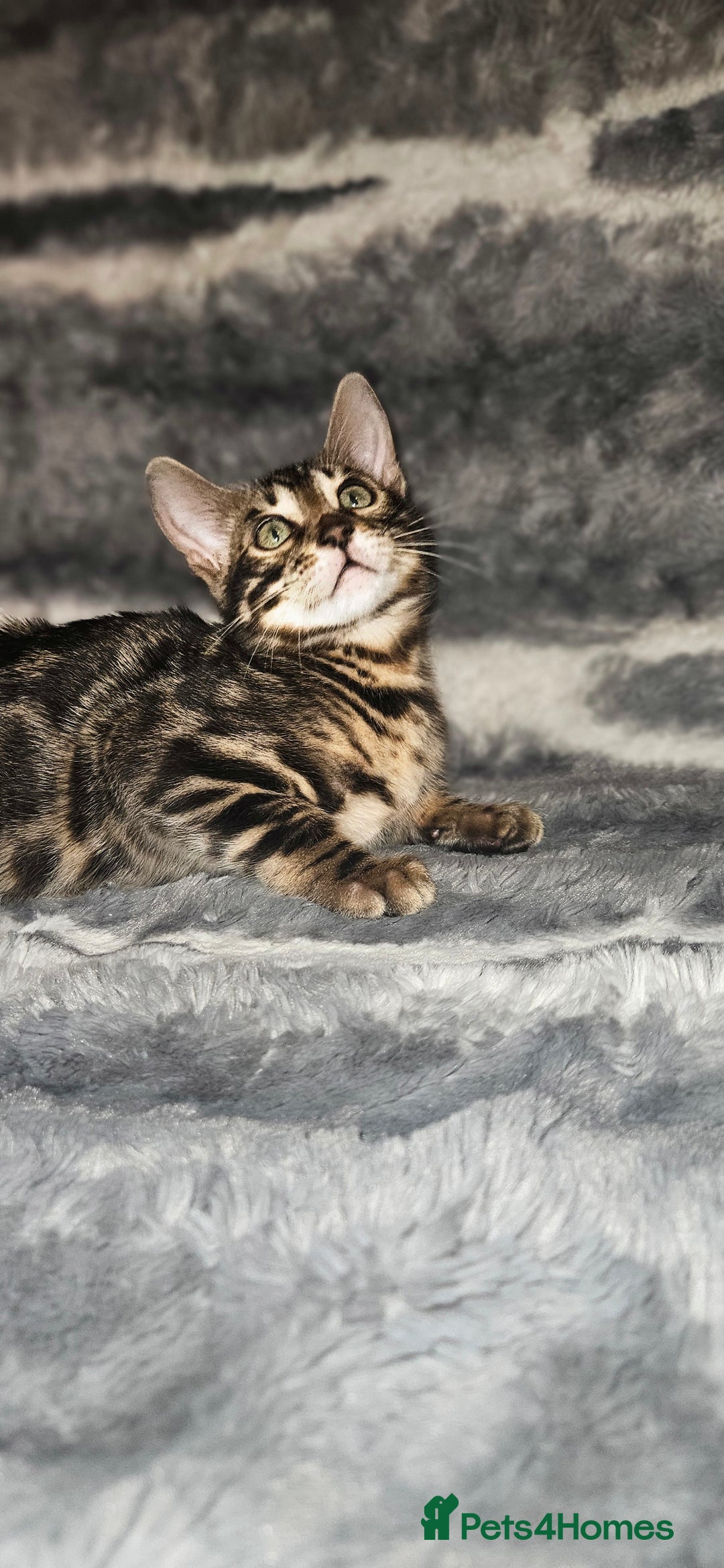 Bengal cats for sale: SHOW QUALITY BABIES  in Andover - Image 5
