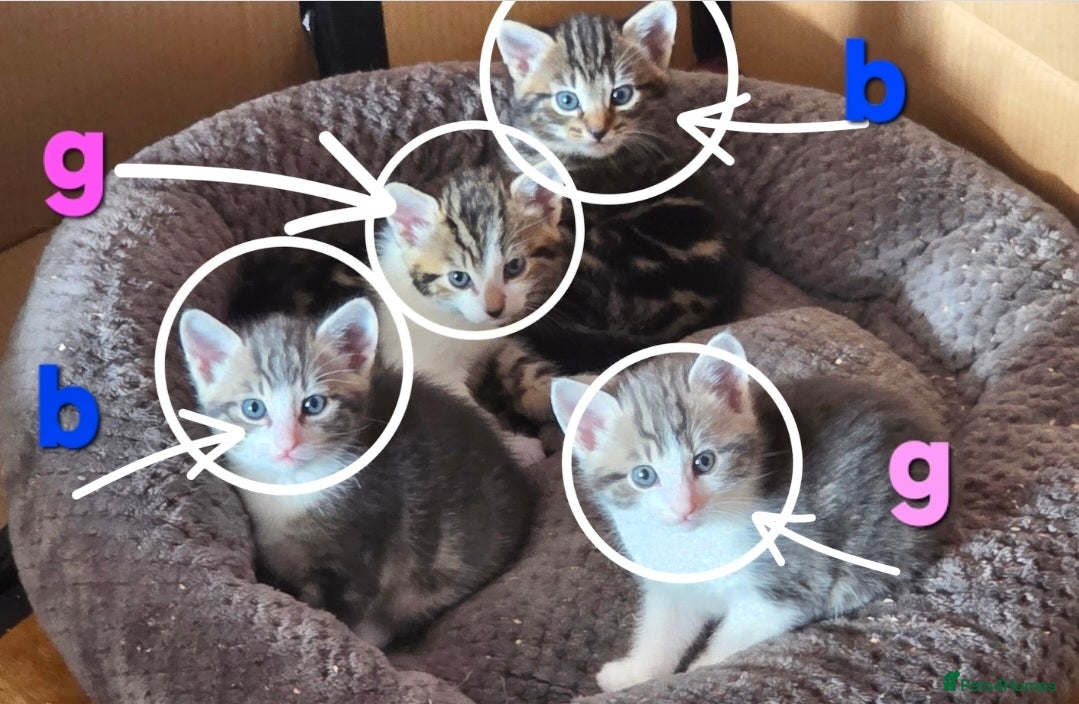 Mixed Breed cats Kittens ready for their forever home  - Advert 2