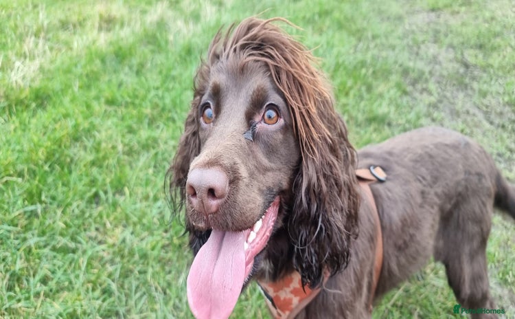 Sprocker dogs - Advert 1