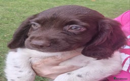 English Springer Spaniel dogs for sale: A* English Springer Spaniel Puppies - Image 3