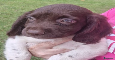 English Springer Spaniel dogs - Advert 12
