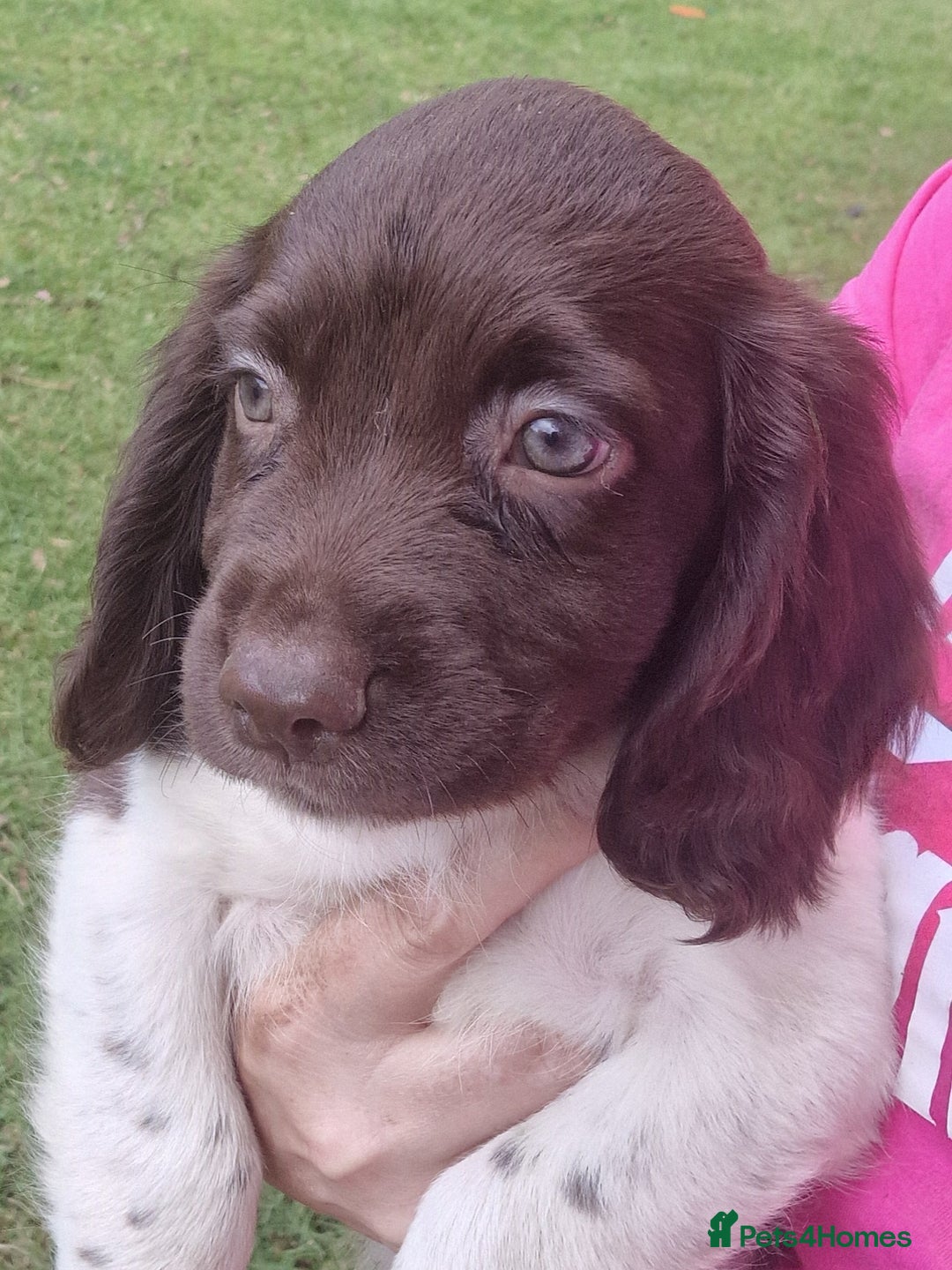 English Springer Spaniel dogs for sale: A* English Springer Spaniel Puppies - Image 3