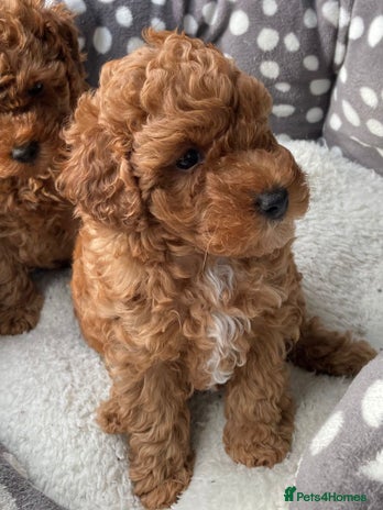 Cockapoo dogs - Advert 12