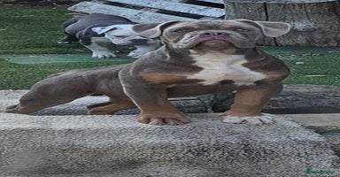Olde English Bulldogge dogs - Advert 3