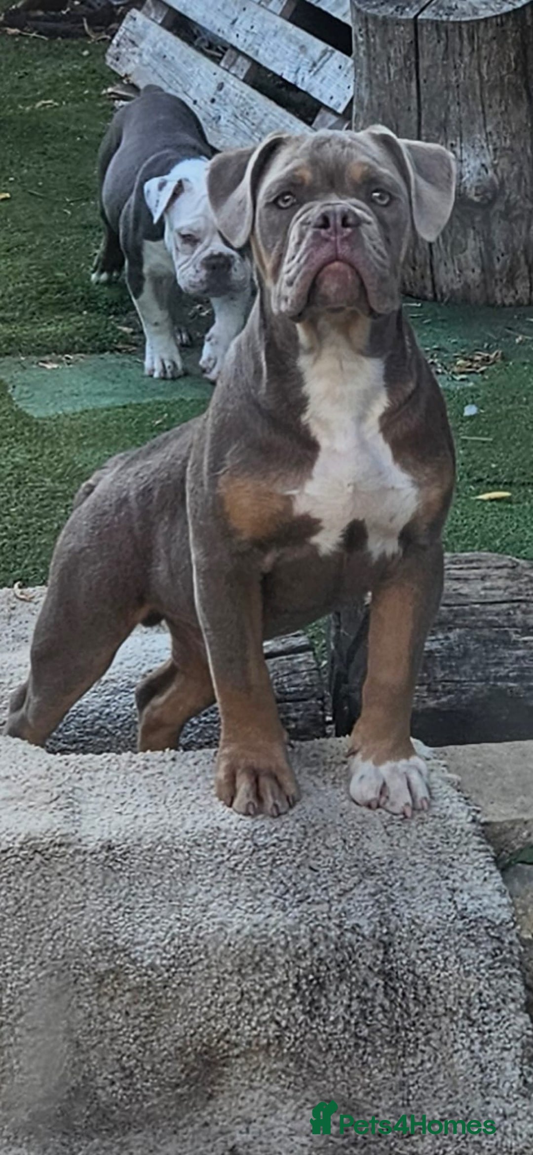 Olde English Bulldogge dogs for sale: Puppies - Image 3