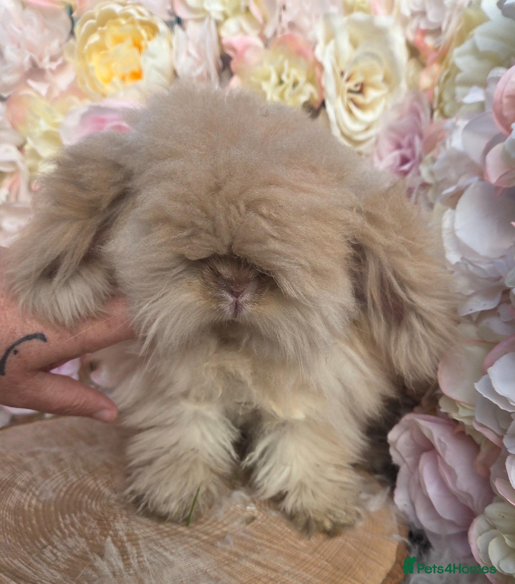 Angora rabbits Teddywidders - Advert 18