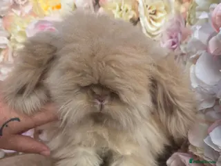Angora rabbits Teddywidders - Advert 17