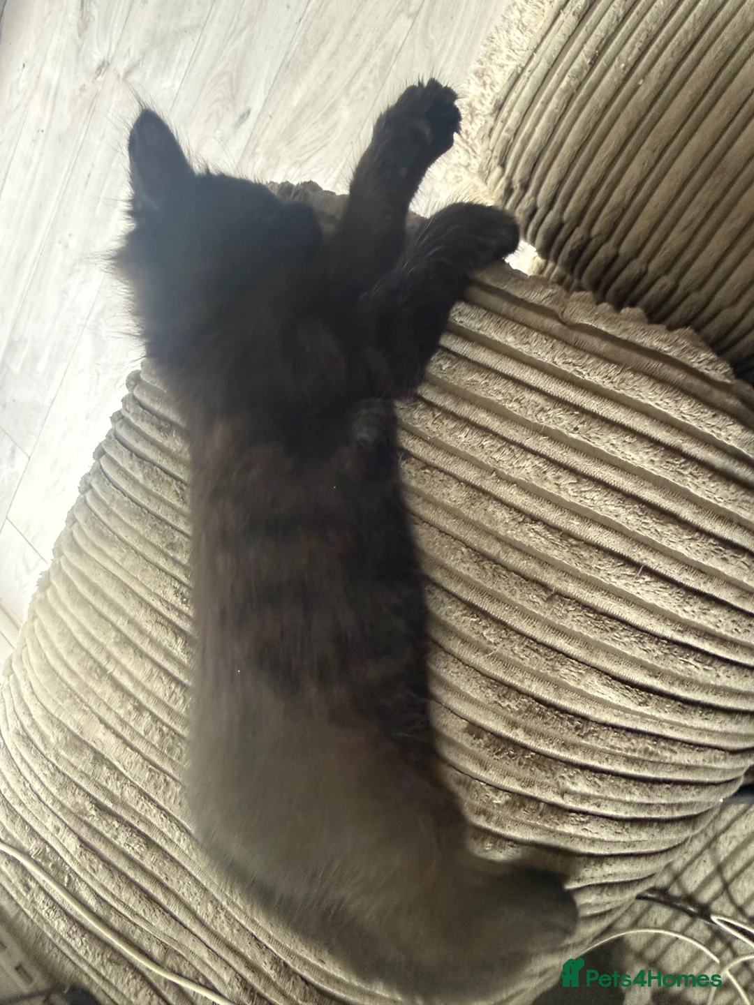 Mixed Breed cats for sale: Kittens available to leave now - Advert 2
