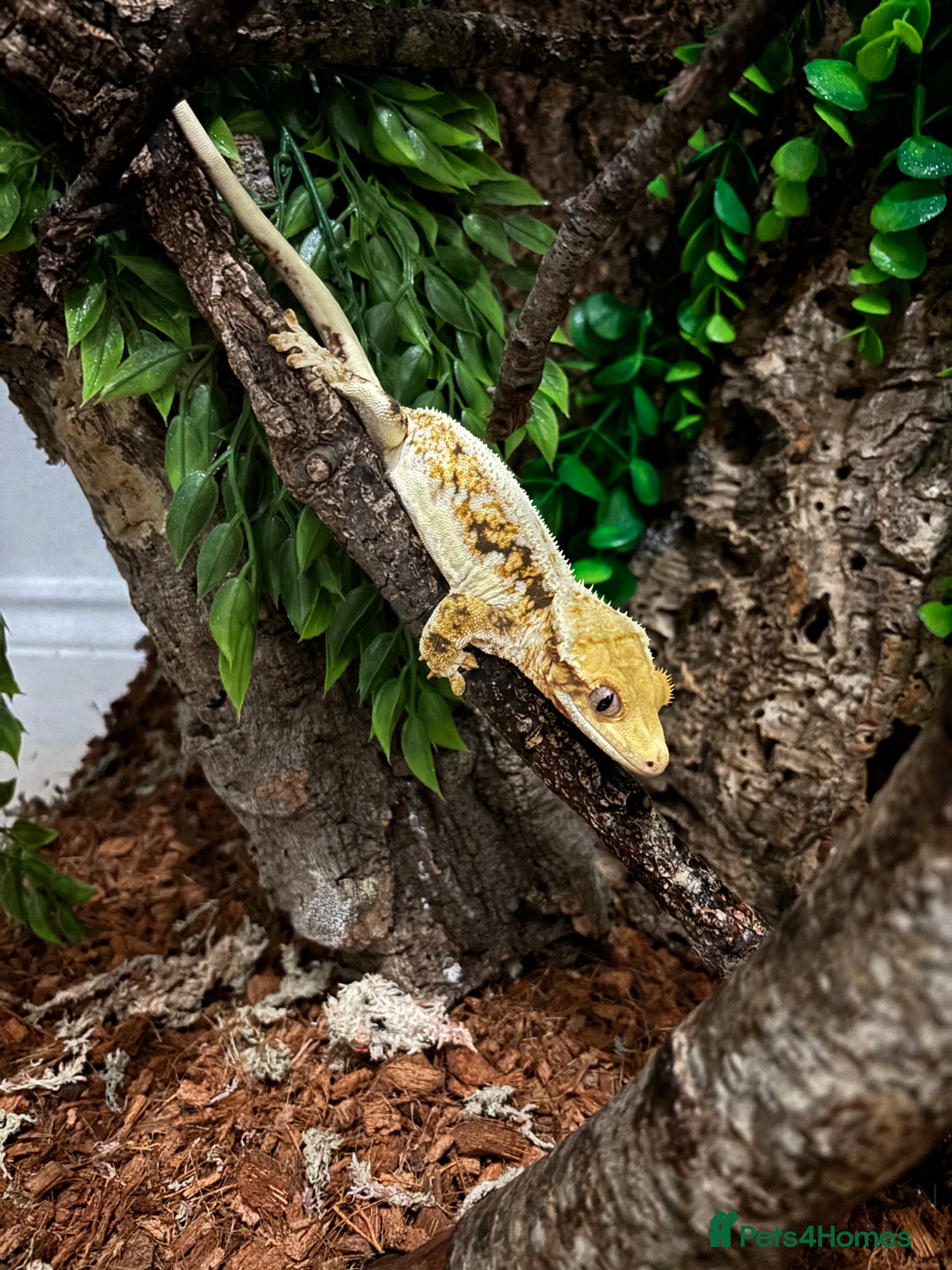 Gecko reptiles for sale: Tri Lilywhite Female Crested Gecko & Setup - Image 5