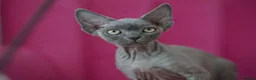 Devon Rex cats for sale: Blue Devon Rex male kitten  - Advert 3
