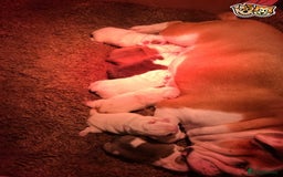 English Bulldog dogs for stud: QUALITY RED AND WHITE BULLDOG STUD DISCOUNT CHIPS in Sunderland - Image 16