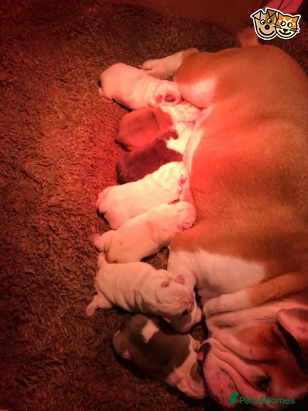 English Bulldog dogs for stud: QUALITY RED AND WHITE BULLDOG STUD DISCOUNT CHIPS in Sunderland - Image 16