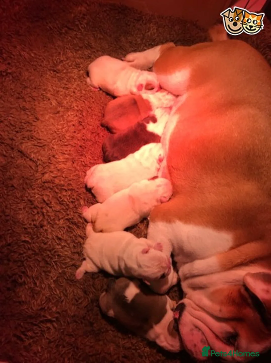 English Bulldog dogs for stud: QUALITY RED AND WHITE BULLDOG STUD DISCOUNT CHIPS in Sunderland - Advert 16