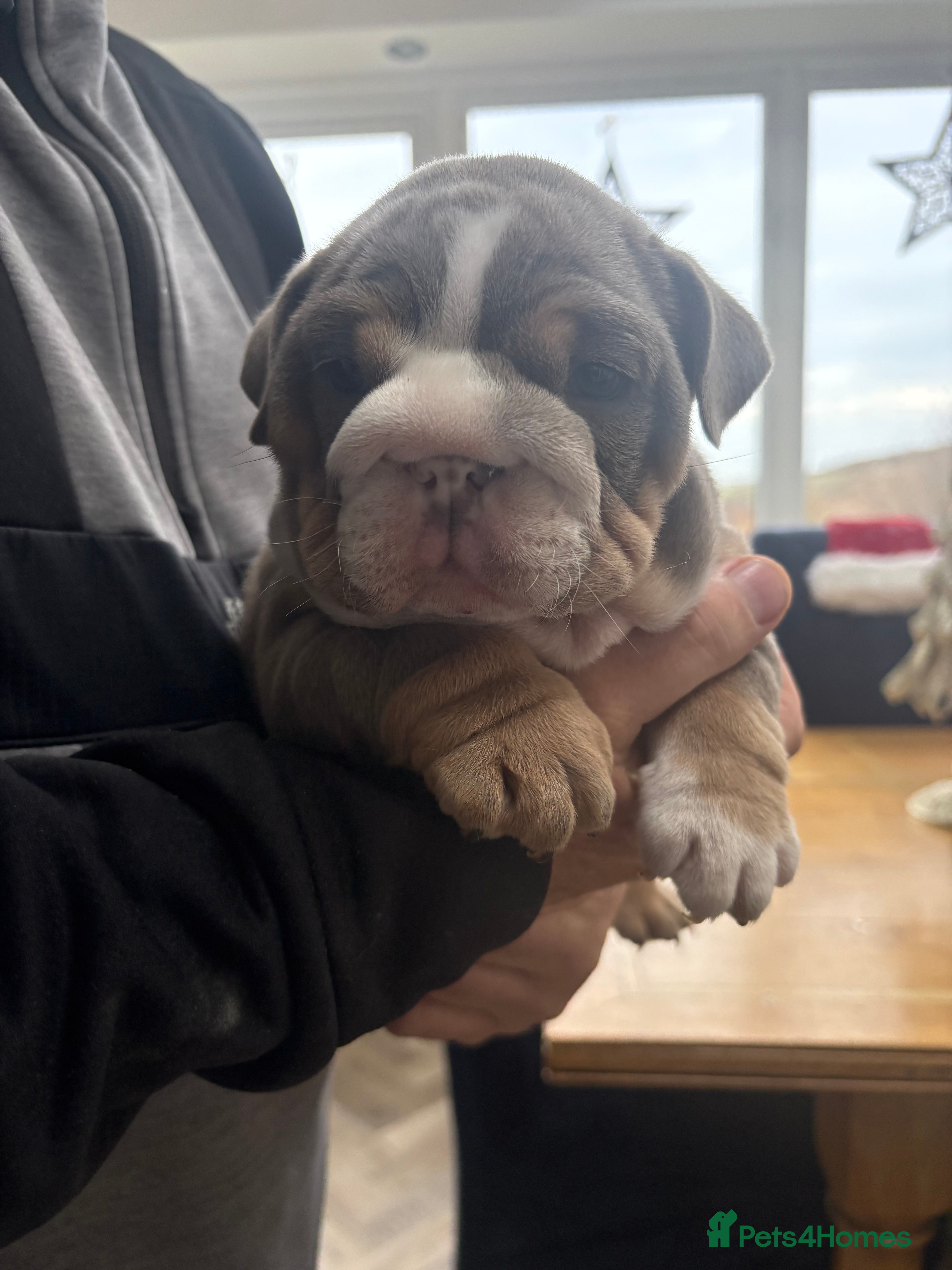 English Bulldog dogs English bulldog puppy - Advert 1