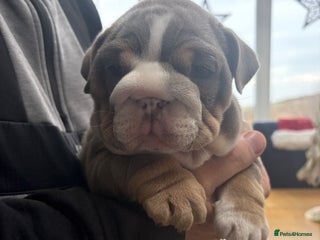 English Bulldog dogs English bulldog puppy - Advert 1
