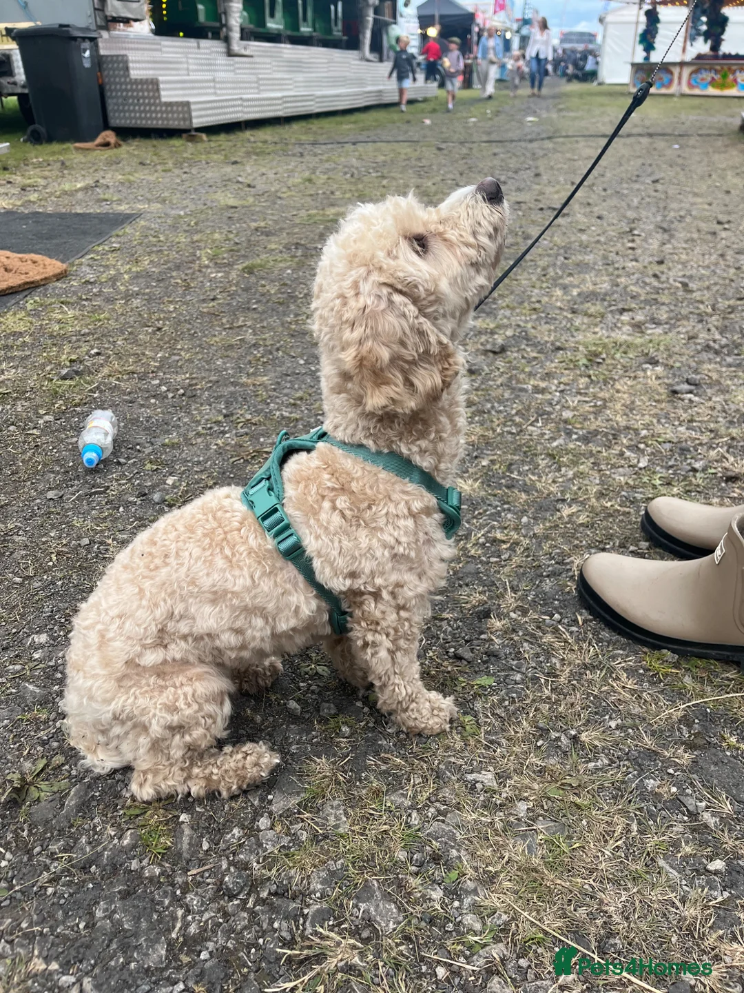 Cavapoo dogs for sale: Female Cavapoo for rehoming - Advert 2