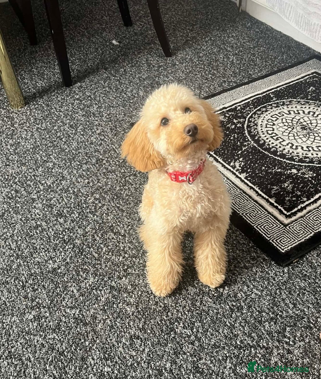 Miniature Poodle dogs Poodle miniature  - Advert 15