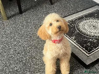 Miniature Poodle dogs Poodle miniature - Advert 15