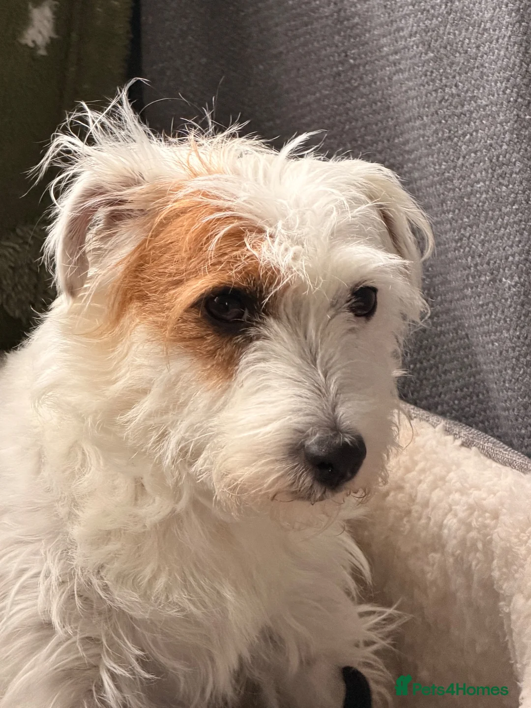 Mixed Breed dogs for sale: Border terrier mix in Retford - Advert 4