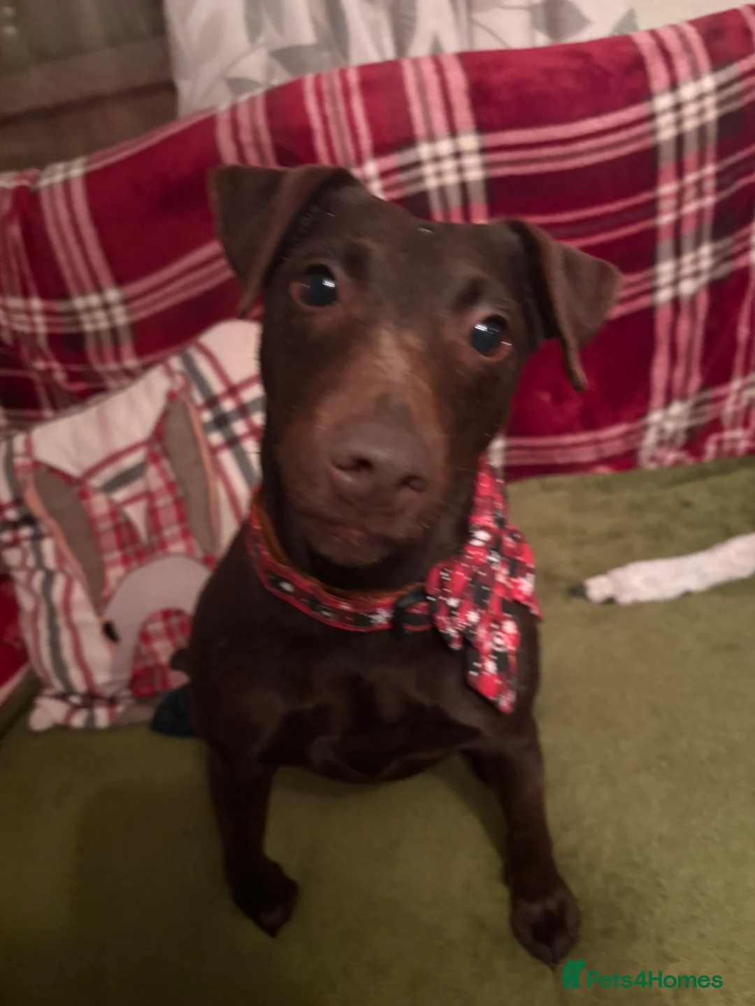 Mixed Breed dogs for sale: Patterdale cross jagh terrier  - Advert 1