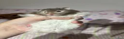 Hamster rodents for sale: Long hair Male Syiran hamster  - Advert 2