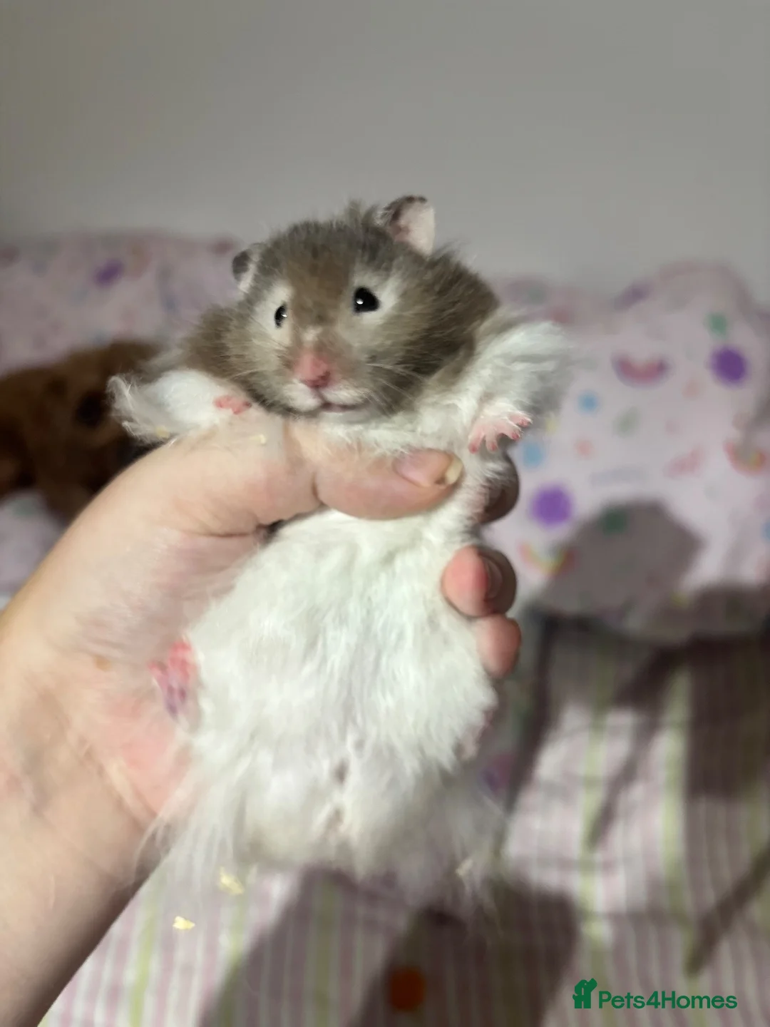 Hamster rodents for sale: Long hair Male Syiran hamster  - Advert 2