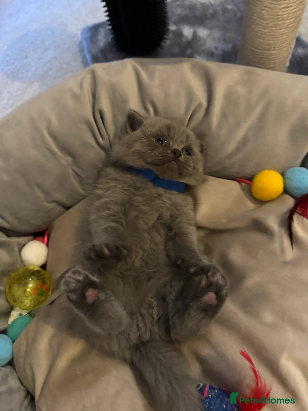 British Shorthair cats for sale: Fluffy and healthy British shorthair kittens - Advert 17