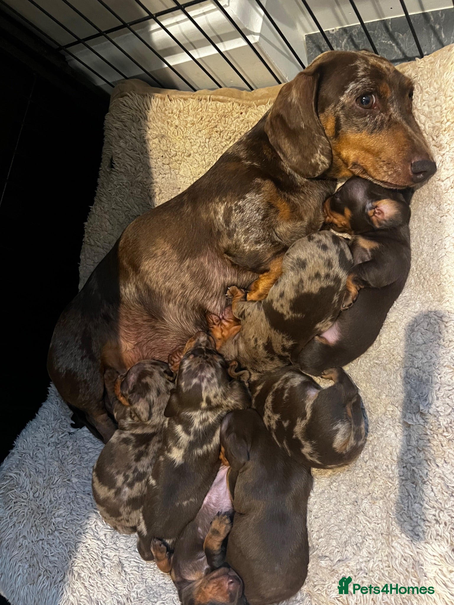 Miniature Dachshund dogs KC Reg Miniature Dachshund  - Advert 1