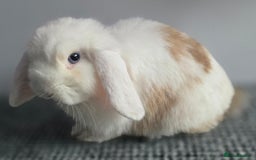 Mini Lop rabbits for sale: Bonded Pair of Indoor Rabbits - Image 3