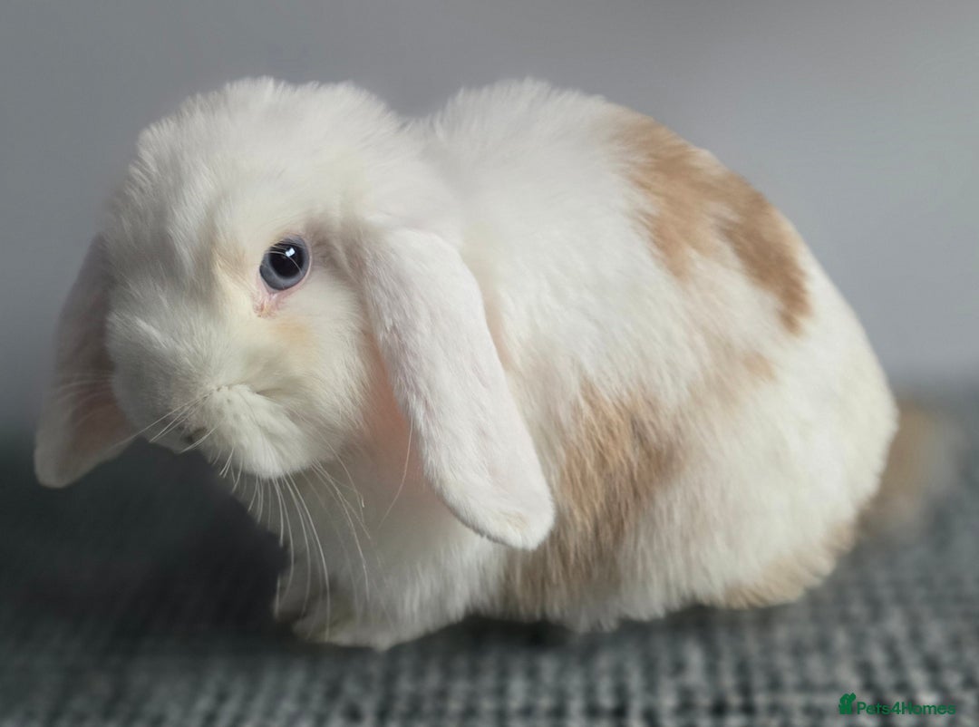 Mini Lop rabbits for sale: Bonded Pair of Indoor Rabbits - Image 3