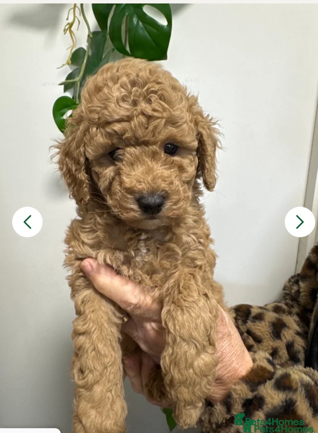 Mixed Breed dogs for sale: Miniature x Toy poodle puppies - Advert 1