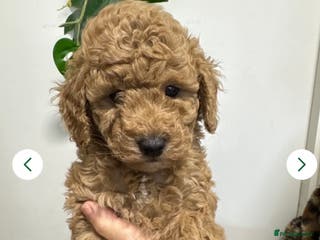 Mixed Breed dogs Miniature x Toy poodle puppies - Advert 2
