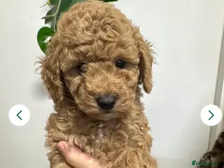 Mixed Breed dogs Miniature x Toy poodle puppies - Advert 1