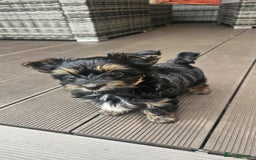 Biewer Terrier dogs for sale: Yorkshire Terrier  - Image 3