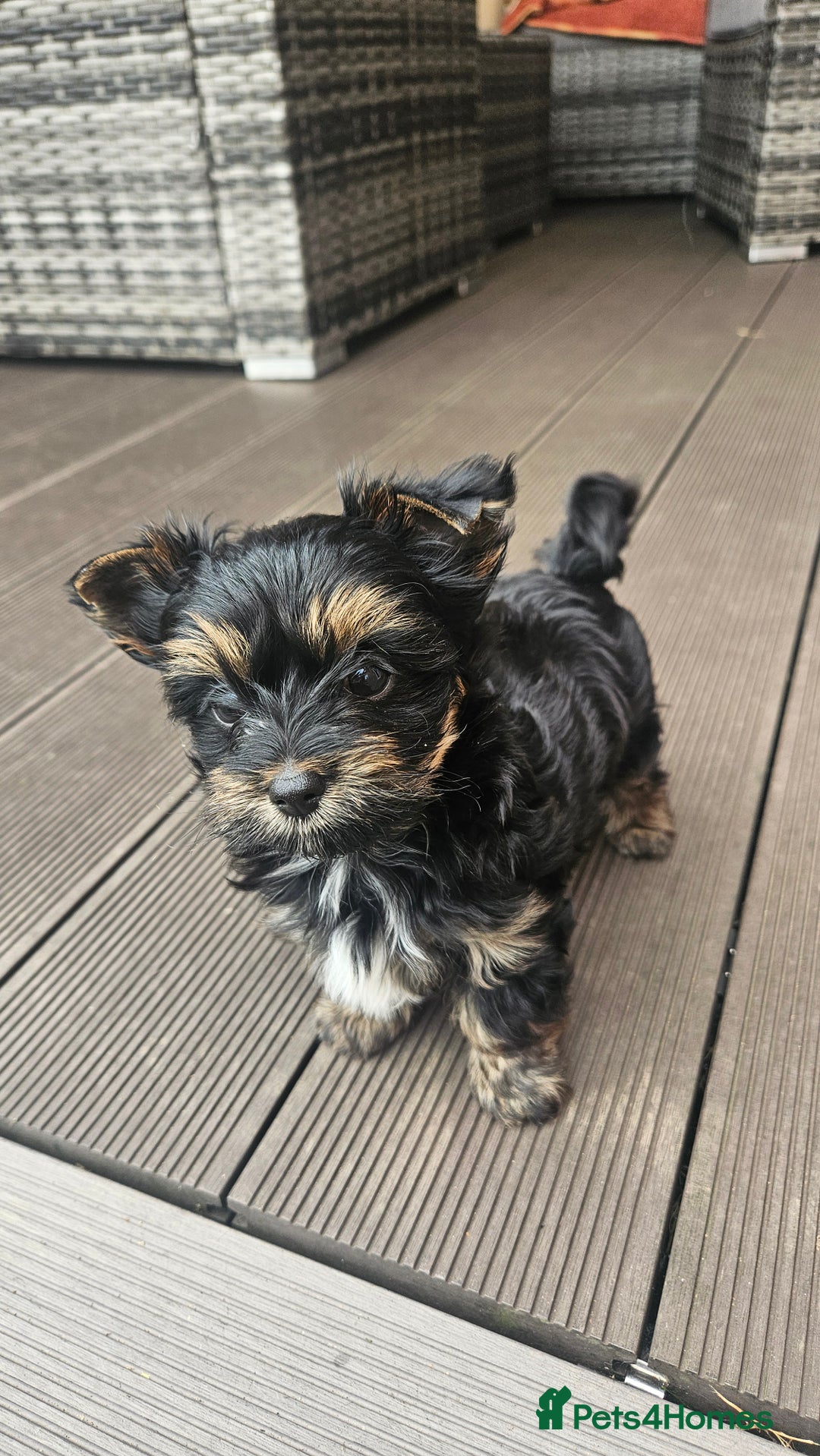 Biewer Terrier dogs for sale: Yorkshire Terrier  - Image 3