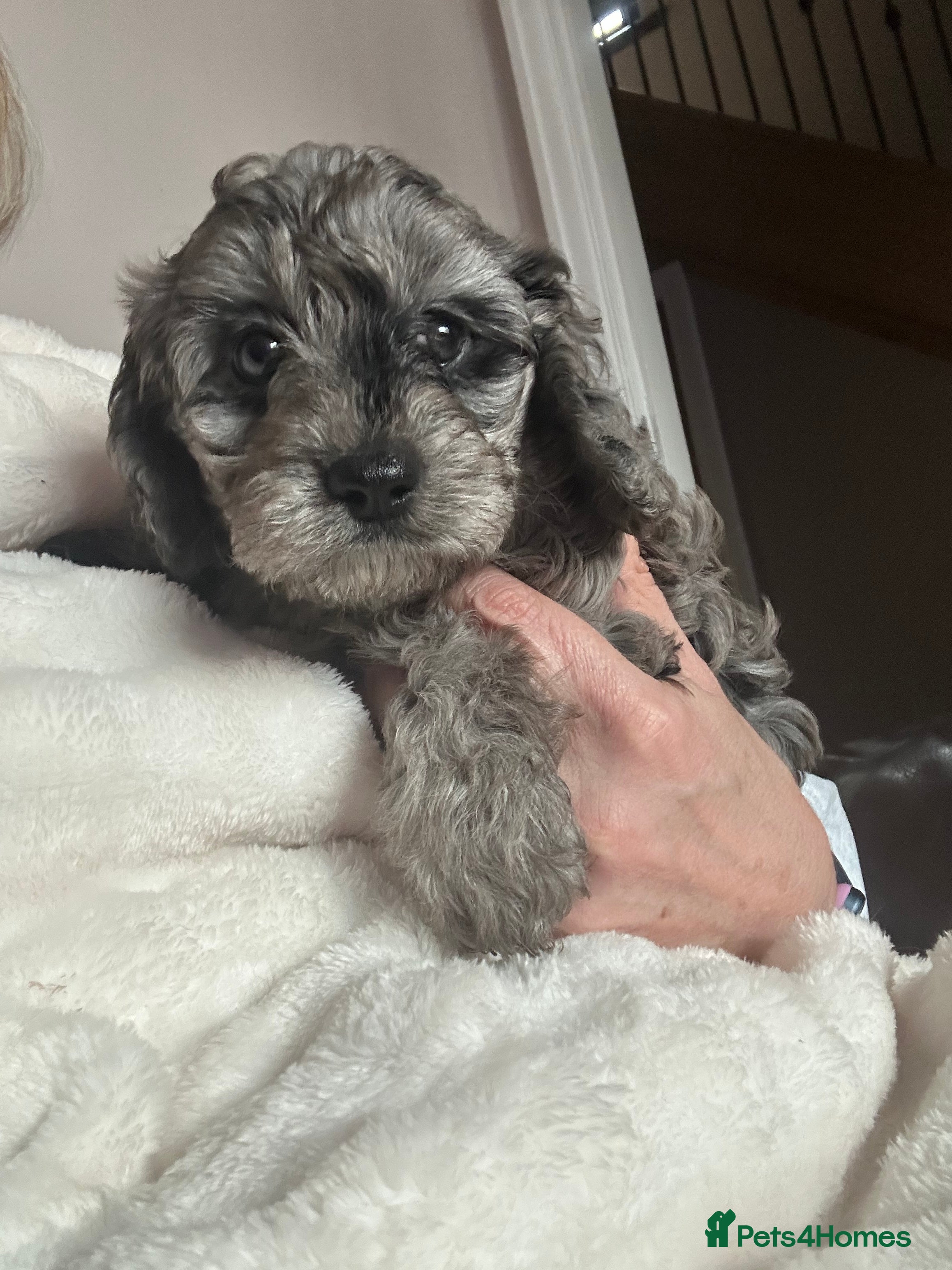 Cavapoo dogs Beautiful F1 Cavapoo rare merle puppies - Advert 16