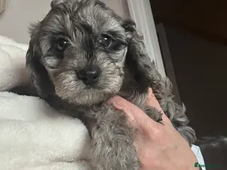 Cavapoo dogs Beautiful F1 Cavapoo rare merle puppies - Advert 16