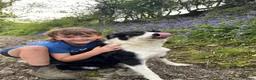 Border Collie dogs for sale: Stunning collie both inside & out. Great with kids - Advert 3
