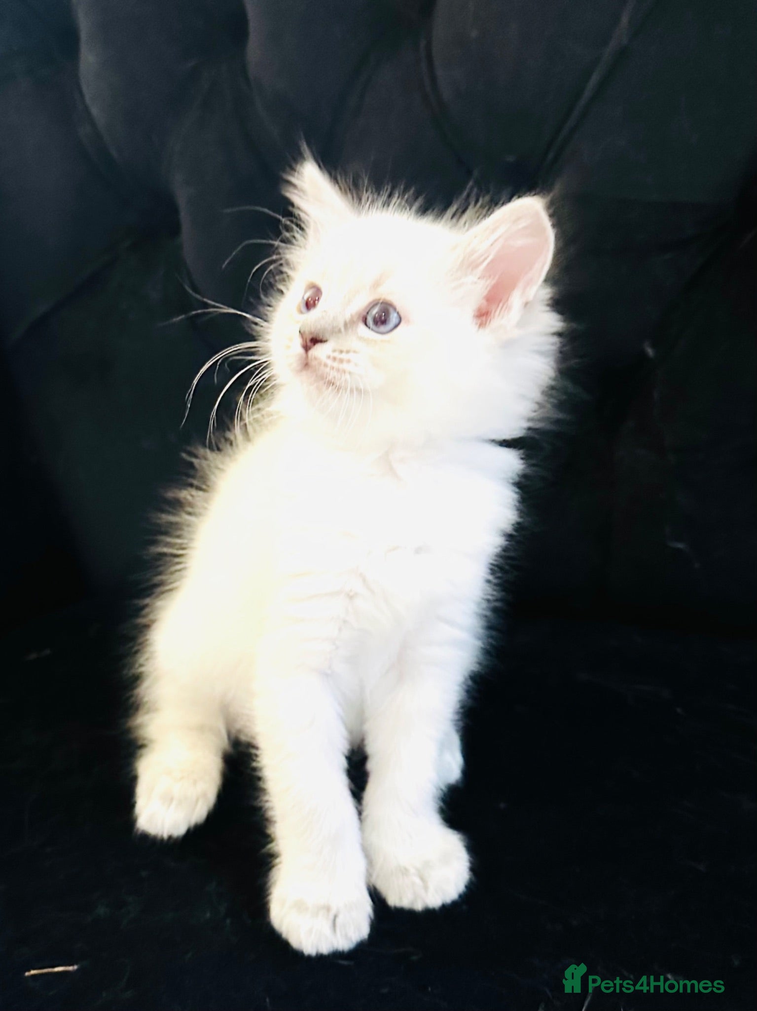 Ragdoll cats GCCF BEAUTIFUL RAGDOLL KITTENS  - Advert 1