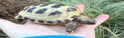 Tortoise reptiles for sale: Baby horsfield tortoises. Setups also available  - Advert 7