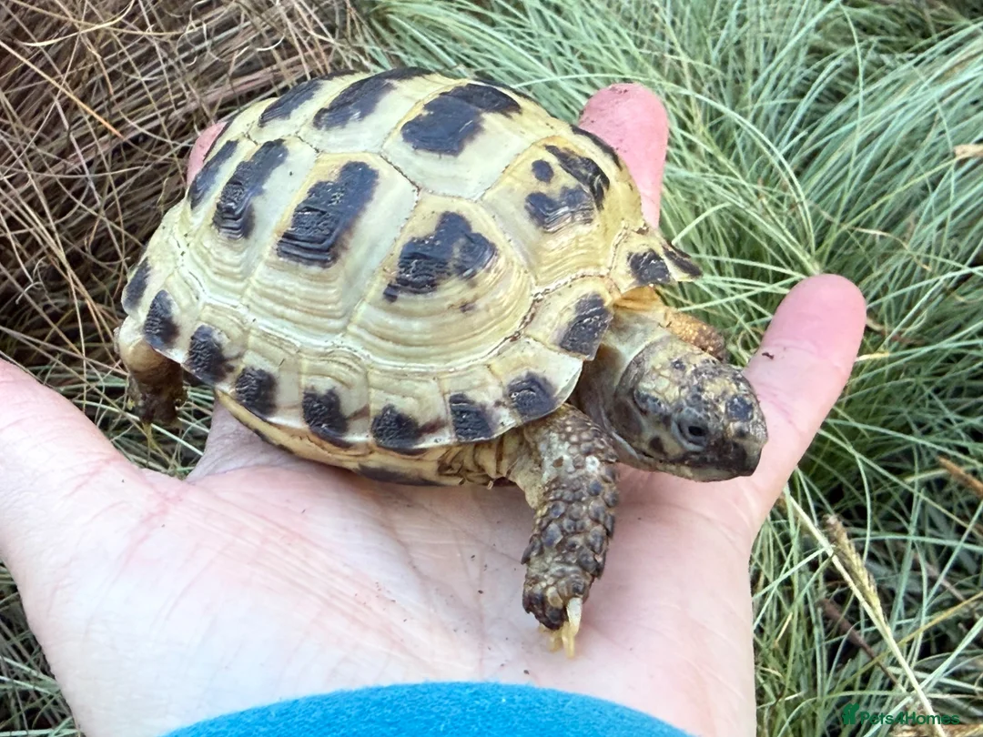 Tortoise reptiles for sale: Baby horsfield tortoises. Setups also available  - Advert 7