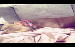 Mixed Breed dogs for sale: american pocket bully - Image 3