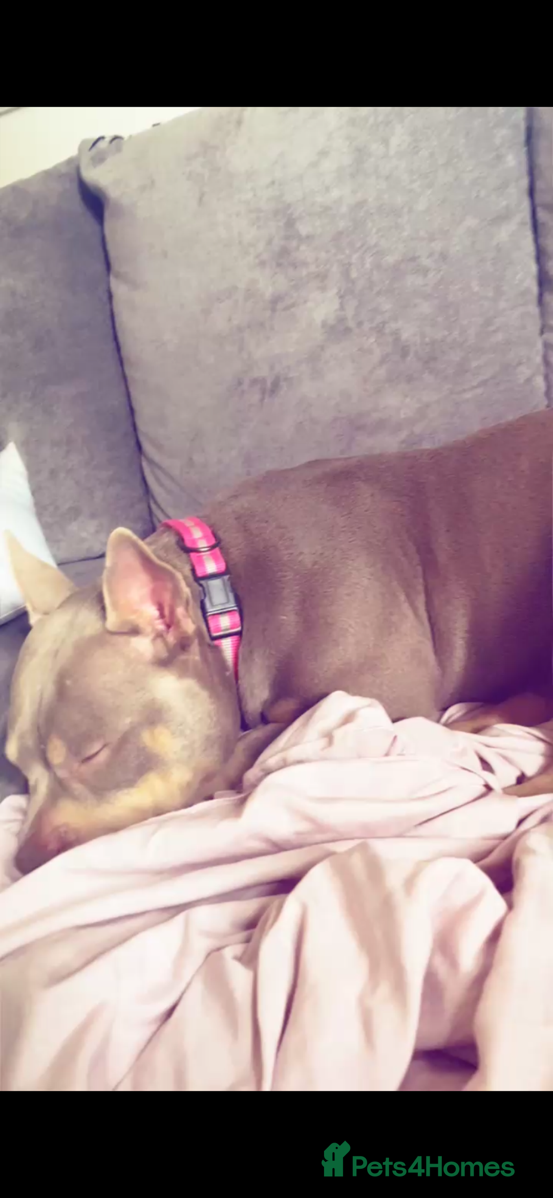 Mixed Breed dogs for sale: american pocket bully - Image 3